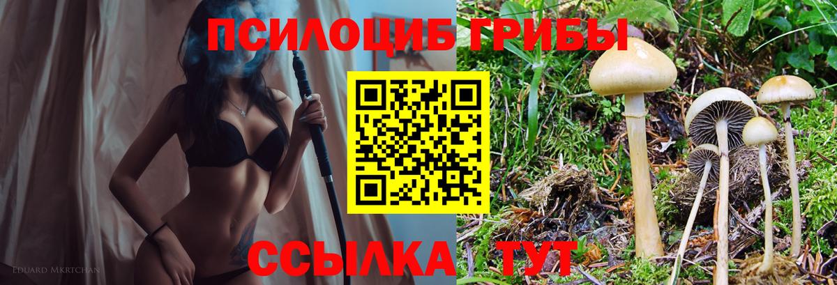 Можга  Галлюциногенные грибы Psilocybe  Вход с VPN  Псилоцибиновые грибы мицелий 